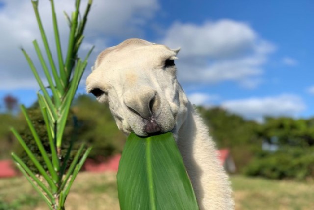 ネオパークオキナワ 写真5