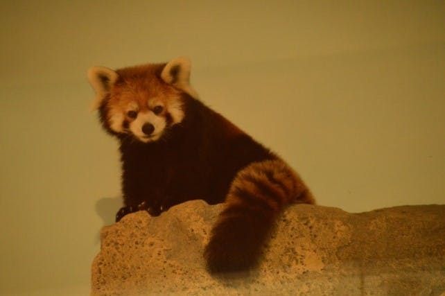 【100円割引】ネオパークオキナワ クーポン(入園料+ふれあい広場) 【100円割引】ネオパークオキナワ クーポン(入園料+ふれあい広場)