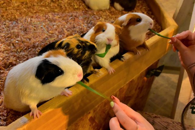 【最大200円割引】伊豆シャボテン動物公園 WEBチケット 【最大200円割引】伊豆シャボテン動物公園 WEBチケット