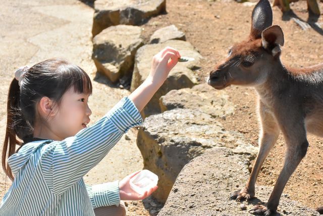 【最大200円割引】伊豆シャボテン動物公園 WEBチケット 【最大200円割引】伊豆シャボテン動物公園 WEBチケット