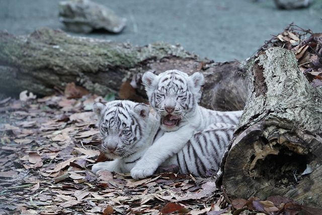 伊豆アニマルキングダム 3枚目