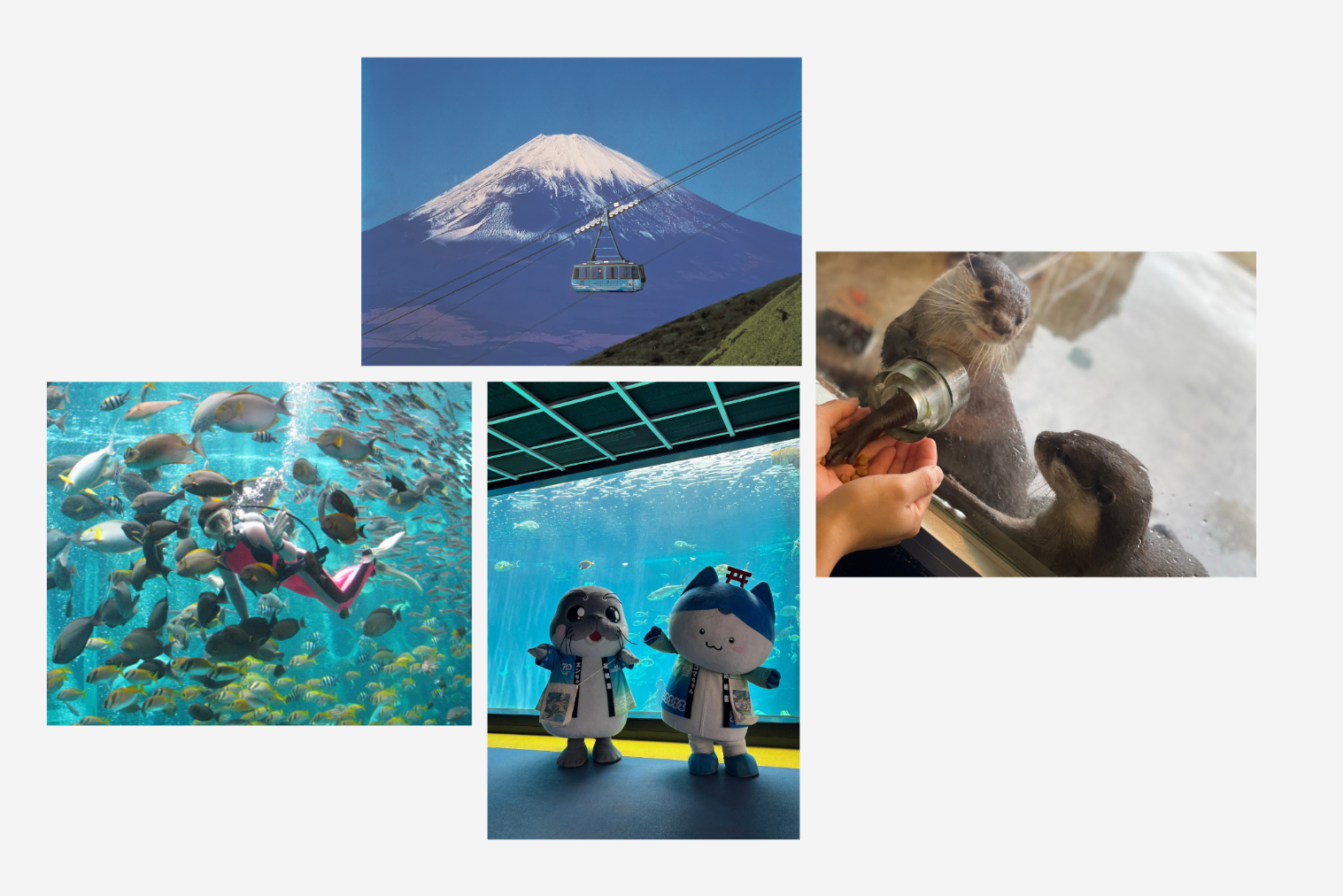 【最大600円割引!】箱根園水族館×箱根駒ヶ岳ロープウェー お得なセット券 【最大600円割引!】箱根園水族館×箱根駒ヶ岳ロープウェー お得なセット券