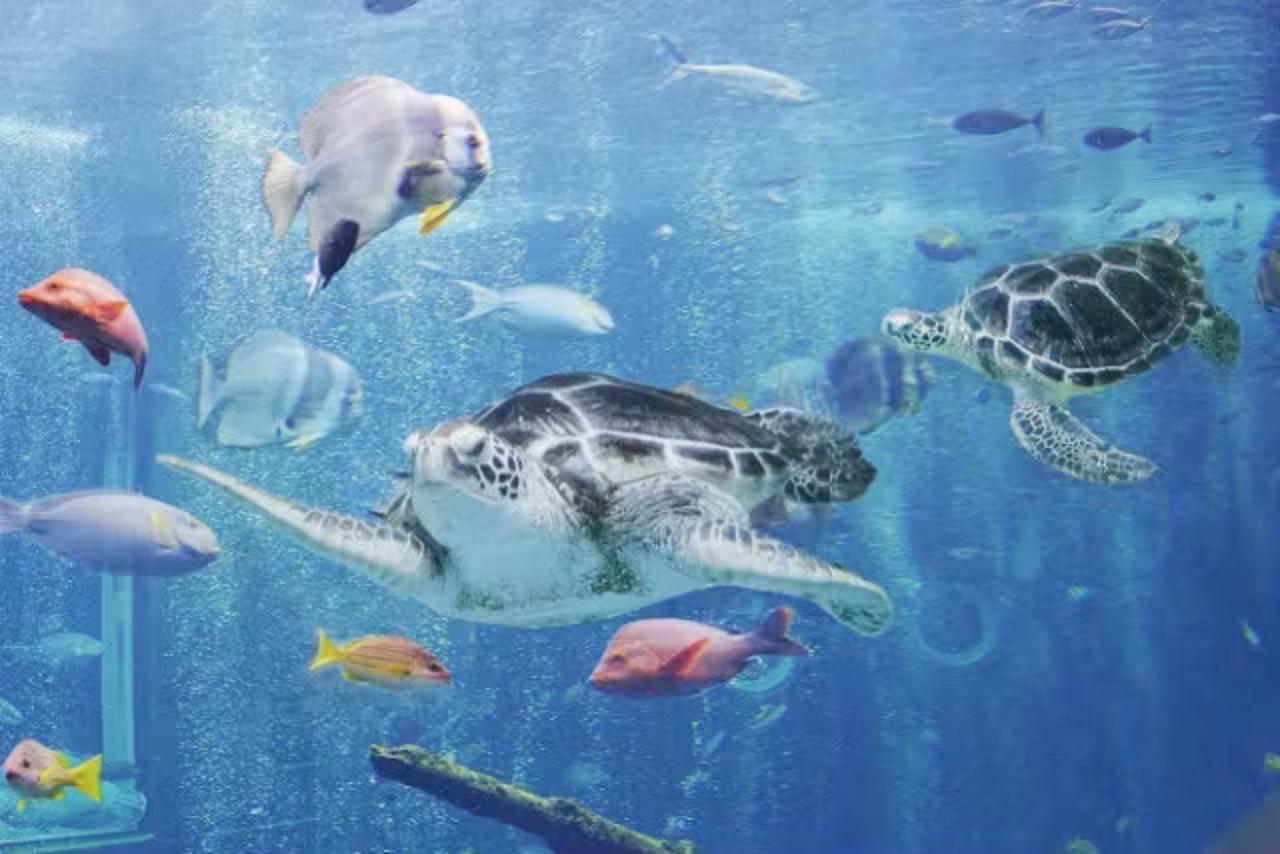【最大600円割引!】箱根園水族館×箱根駒ヶ岳ロープウェー お得なセット券 【最大600円割引!】箱根園水族館×箱根駒ヶ岳ロープウェー お得なセット券