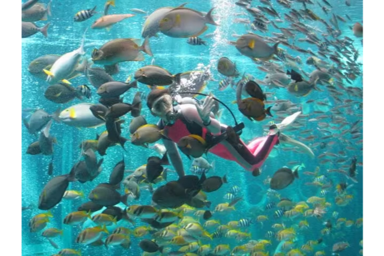 【最大600円割引!】箱根園水族館×箱根駒ヶ岳ロープウェー お得なセット券 【最大600円割引!】箱根園水族館×箱根駒ヶ岳ロープウェー お得なセット券
