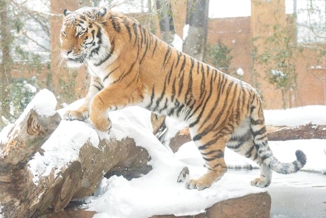 超特割!【最大20%割引】那須どうぶつ王国 並ばず入れる入国前売券(冬季期間:2025/12/19~2026/3/9) 超特割!【最大20%割引】那須どうぶつ王国 並ばず入れる入国前売券(冬季期間:2025/12/19~2026/3/9)