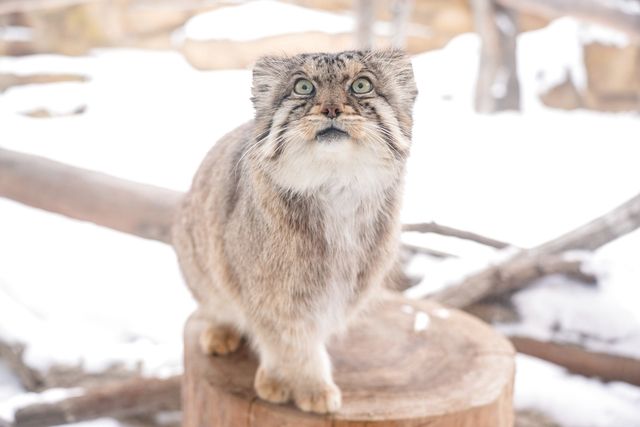 超特割!【最大20%割引】那須どうぶつ王国 並ばず入れる入国前売券(冬季期間:2025/12/19~2026/3/9) 超特割!【最大20%割引】那須どうぶつ王国 並ばず入れる入国前売券(冬季期間:2025/12/19~2026/3/9)