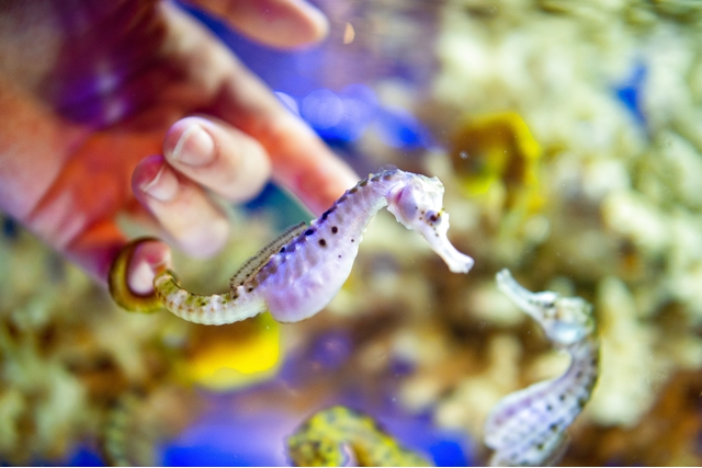 伊勢夫婦岩ふれあい水族館シーパラダイス（伊勢シーパラダイス） 写真8