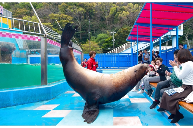 伊勢夫婦岩ふれあい水族館シーパラダイス（伊勢シーパラダイス） 写真5
