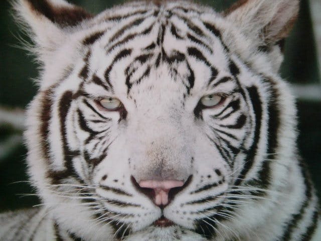 しろとり動物園 写真7