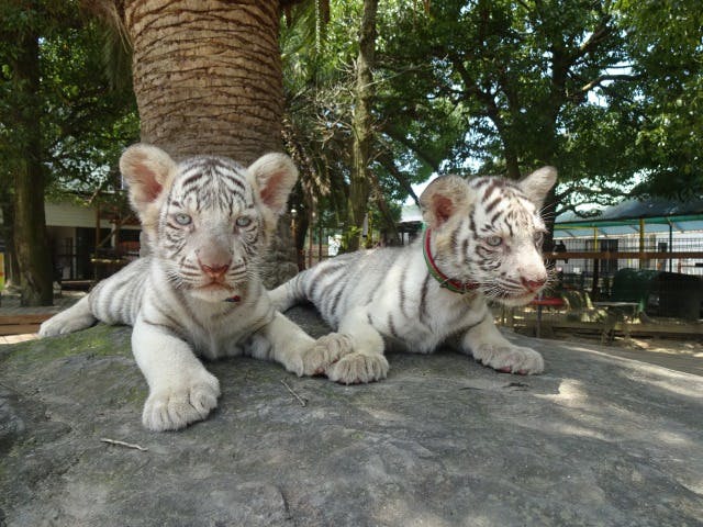 しろとり動物園 写真6