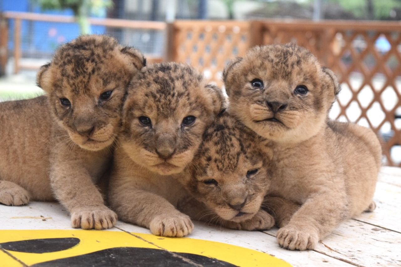 しろとり動物園 2枚目
