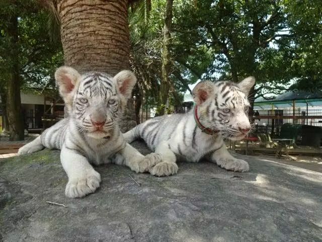 しろとり動物園 夏のナイトZOO 入園チケット(8/29, 9/5, 9/12) しろとり動物園 夏のナイトZOO 入園チケット(8/29, 9/5, 9/12)