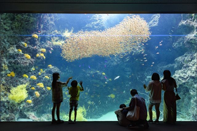 アクアマリンふくしま 前売り電子入館チケット アクアマリンふくしま 前売り電子入館チケット