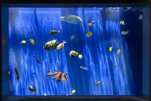 【最大100円オフ】超特割!東北最大級の体験型水族館「アクアマリンふくしま」前売り電子入館チケット 【最大100円オフ】超特割!東北最大級の体験型水族館「アクアマリンふくしま」前売り電子入館チケット