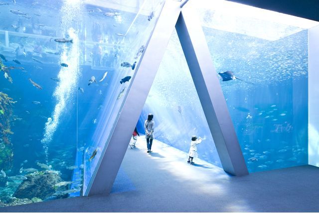【最大100円オフ】超特割!東北最大級の体験型水族館「アクアマリンふくしま」前売り電子入館チケット 【最大100円オフ】超特割!東北最大級の体験型水族館「アクアマリンふくしま」前売り電子入館チケット
