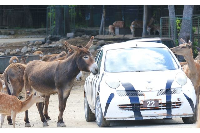 那須サファリパーク 3枚目