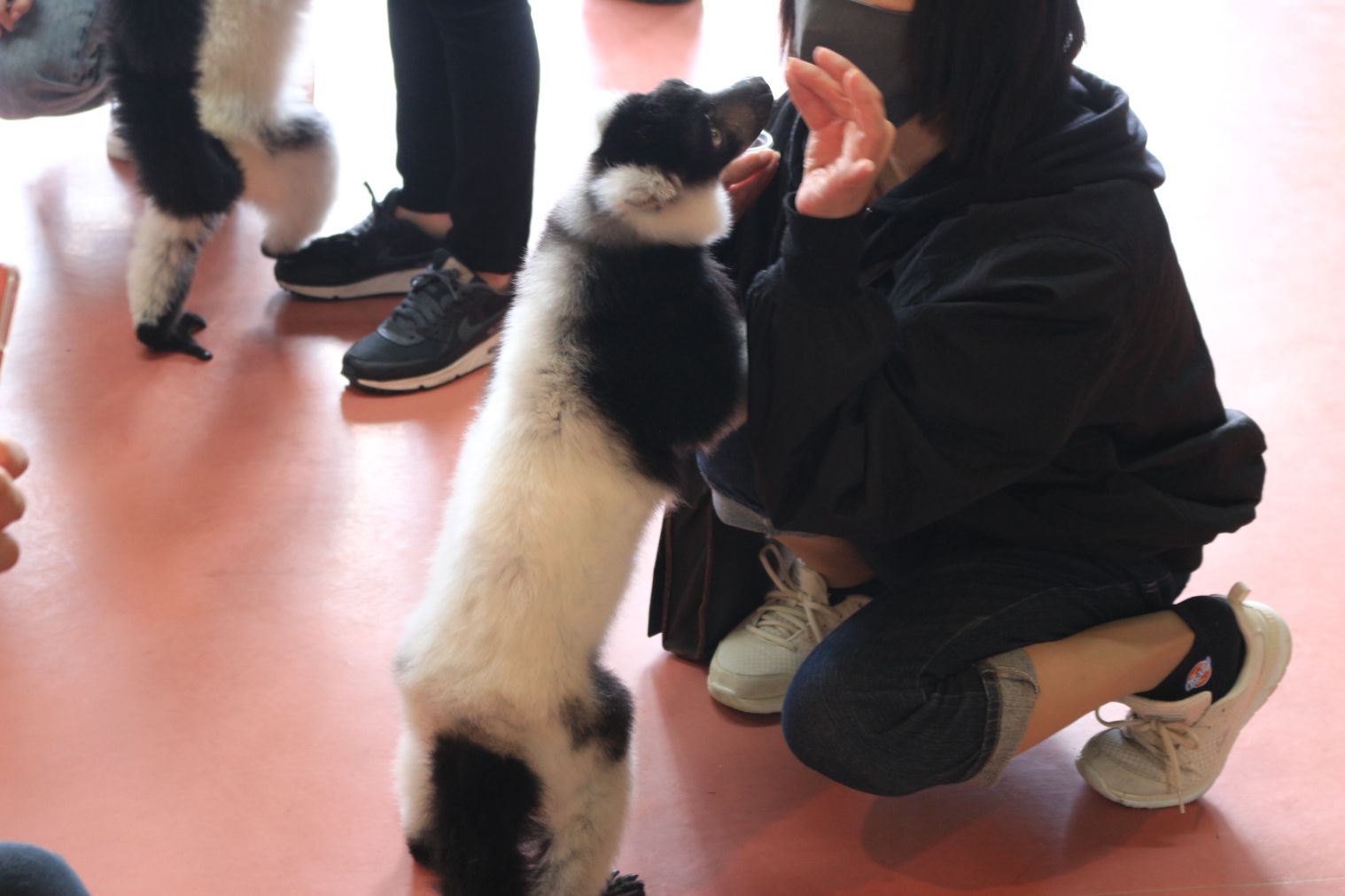 【購入翌日から利用可】那須ワールドモンキーパーク満喫クーポン付前売り入園券(エサ券付) 【購入翌日から利用可】那須ワールドモンキーパーク満喫クーポン付前売り入園券(エサ券付)