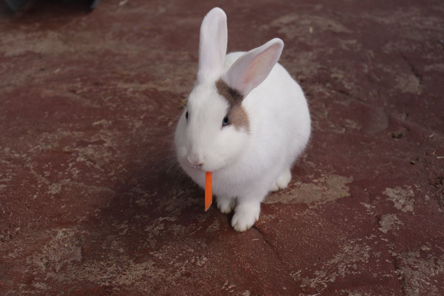 【購入翌日から利用可】那須ワールドモンキーパーク満喫クーポン付前売り入園券(エサ券付) 【購入翌日から利用可】那須ワールドモンキーパーク満喫クーポン付前売り入園券(エサ券付)