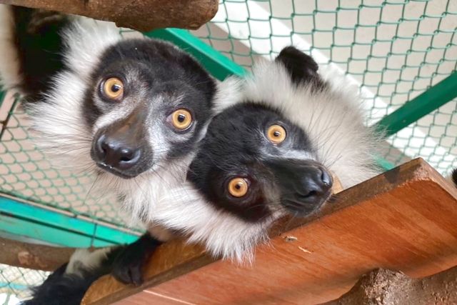 【福島・宮城県民限定】2025年12月子供入園半額!那須ワールドモンキーパーク入園券 【福島・宮城県民限定】2025年12月子供入園半額!那須ワールドモンキーパーク入園券