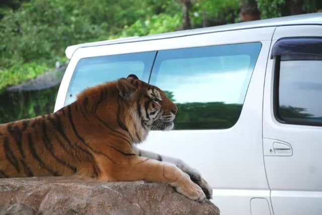 秋吉台サファリランド 3枚目