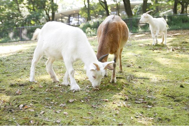 超特割!【最大12%割引】阿蘇カドリー・ドミニオン 入園券 2026/9~ 超特割!【最大12%割引】阿蘇カドリー・ドミニオン 入園券 2026/9~
