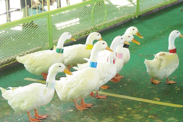 別府ラクテンチ 写真5