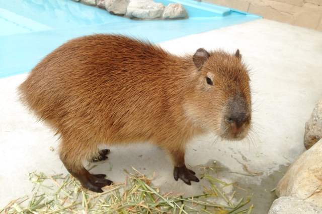 別府ラクテンチ 写真4