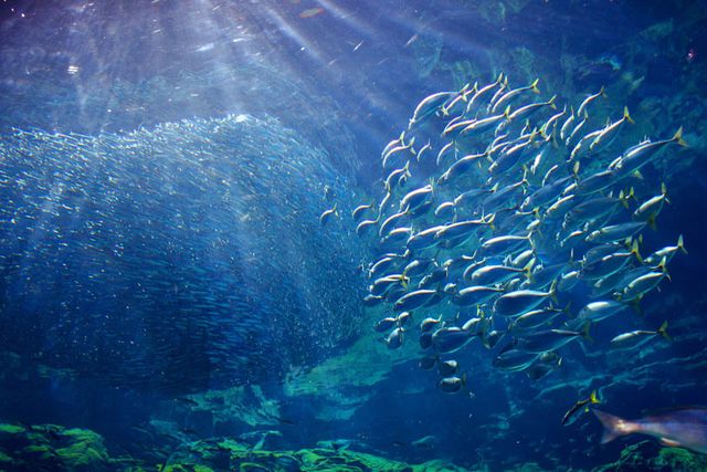 九十九島水族館海きらら 写真7