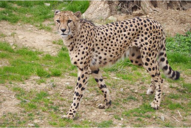 九十九島動植物園森きらら 7枚目