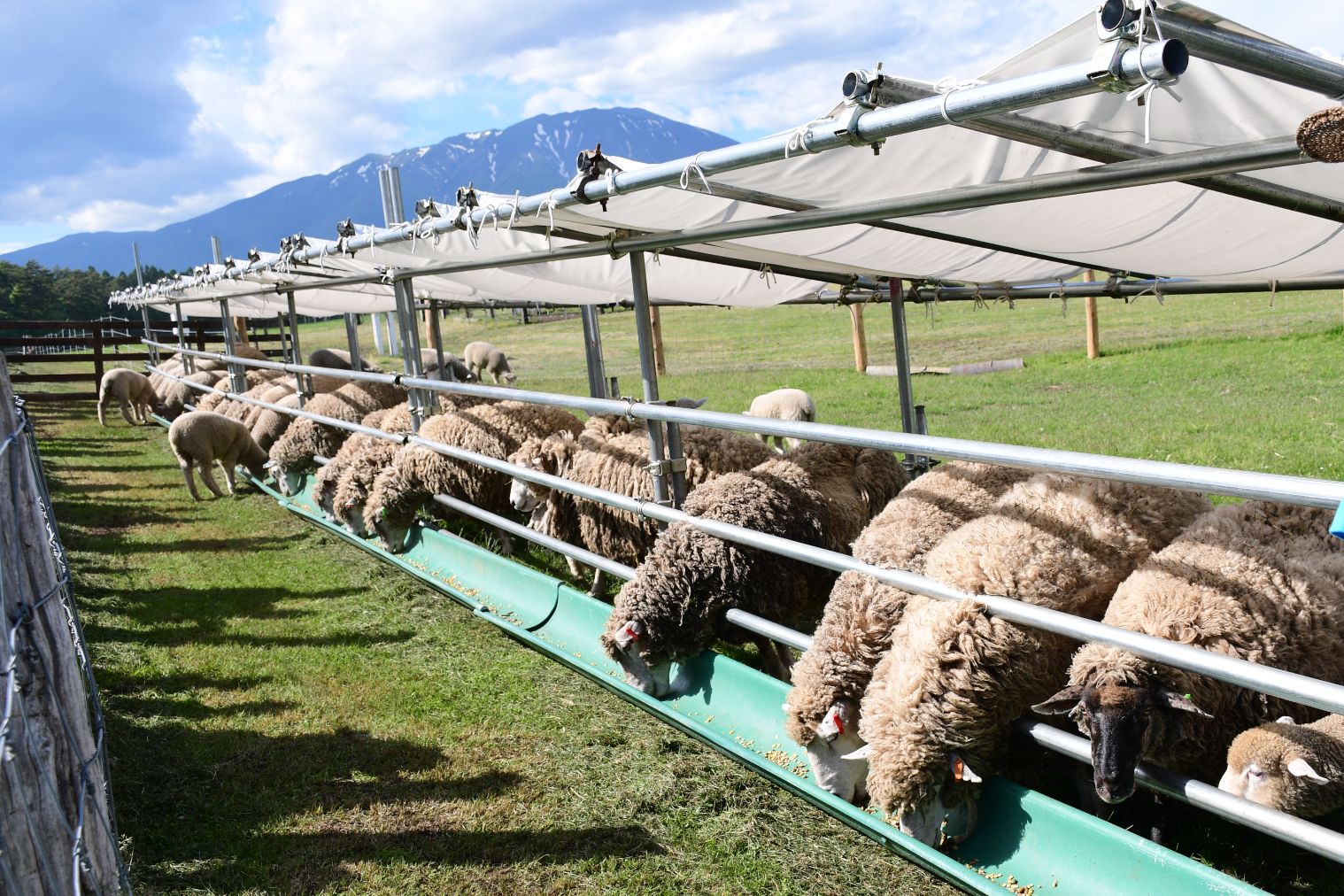 小岩井農場の桜並木 3枚目