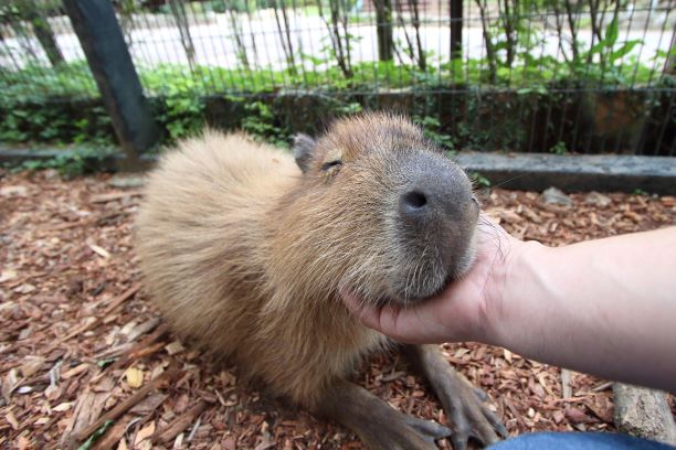 東南植物楽園 写真3