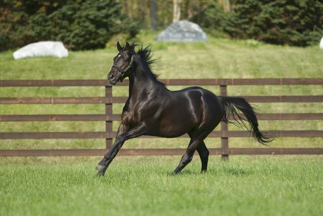 ｎｏｒｔｈｅｒｎ ｈｏｒｓｅ ｐａｒｋ 苫小牧市 レストラン 遊園地 テーマパーク Goo地図
