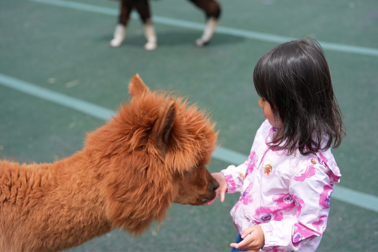 八ヶ岳アルパカ牧場 入園クーポン(+ソフトクリーム50円引) 八ヶ岳アルパカ牧場 入園クーポン(+ソフトクリーム50円引)