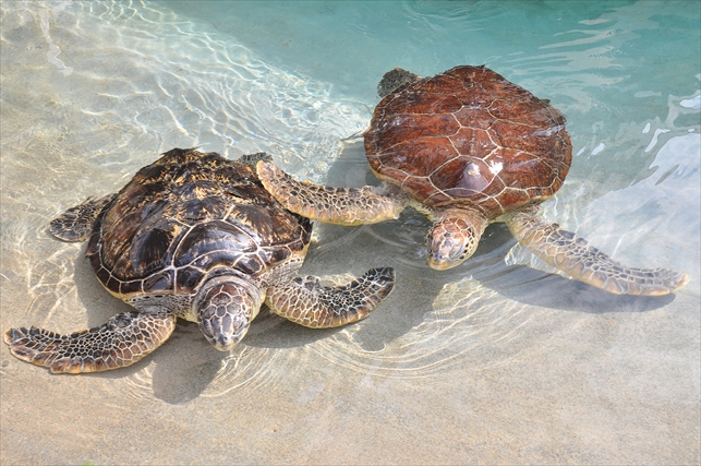 新江ノ島水族館 写真3