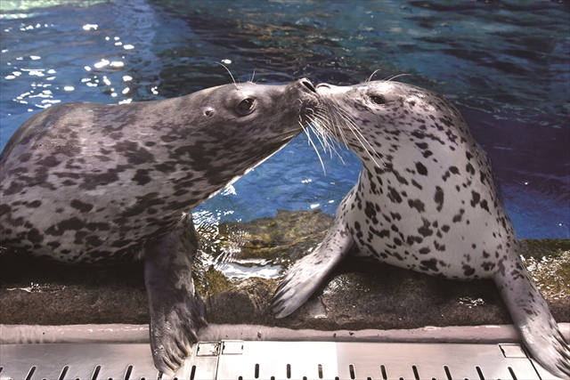 新江ノ島水族館 写真4