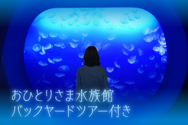 関東 水族館 人気 の遊び 体験 アソビュー