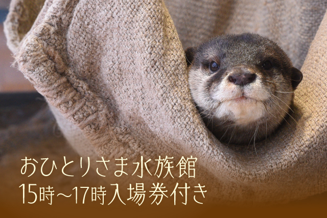 関東 水族館 人気 の遊び 体験 アソビュー