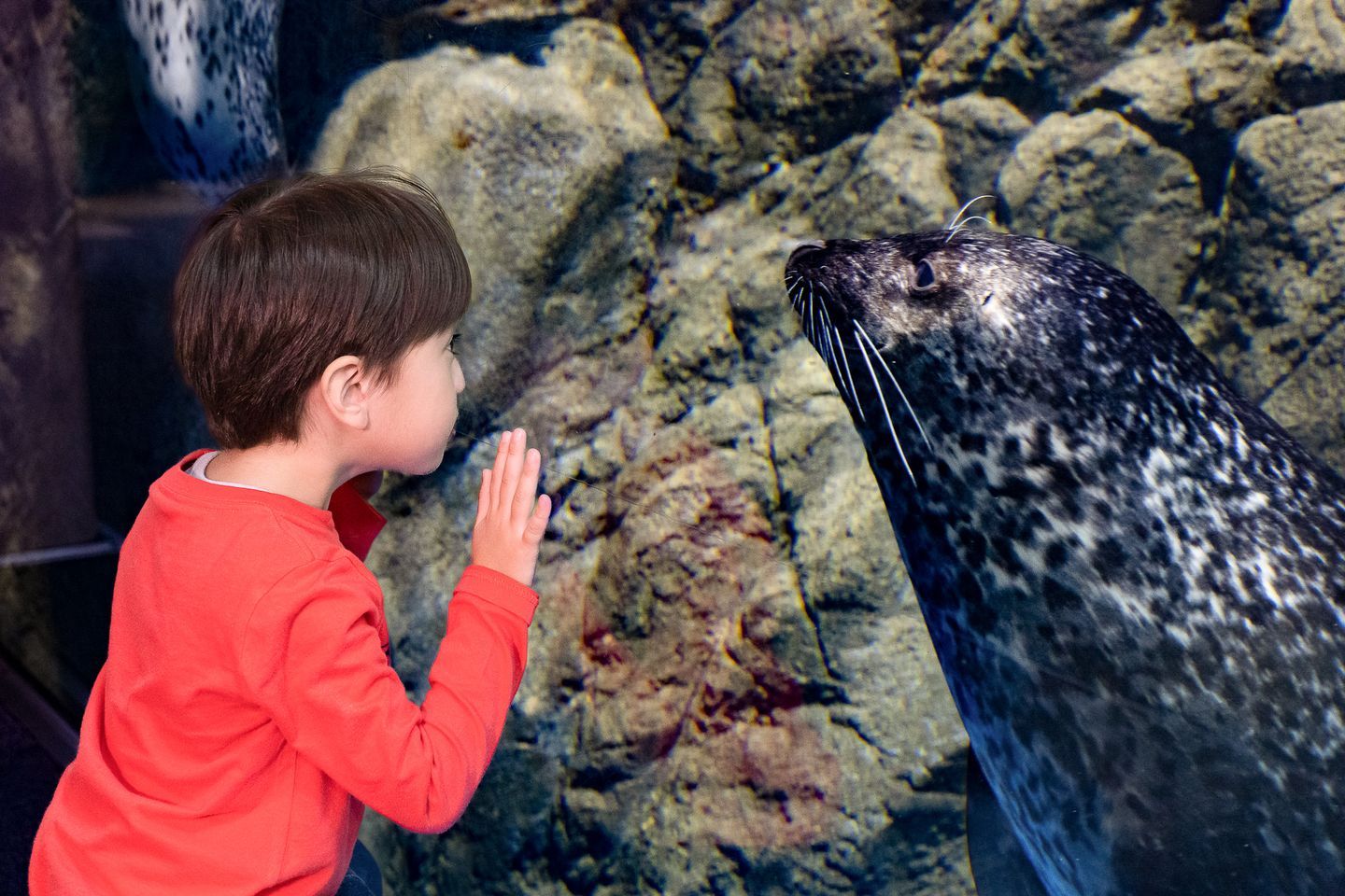 超特割!【クーポン利用で5%OFF!】新江ノ島水族館 前売り入場チケット 超特割!【クーポン利用で5%OFF!】新江ノ島水族館 前売り入場チケット