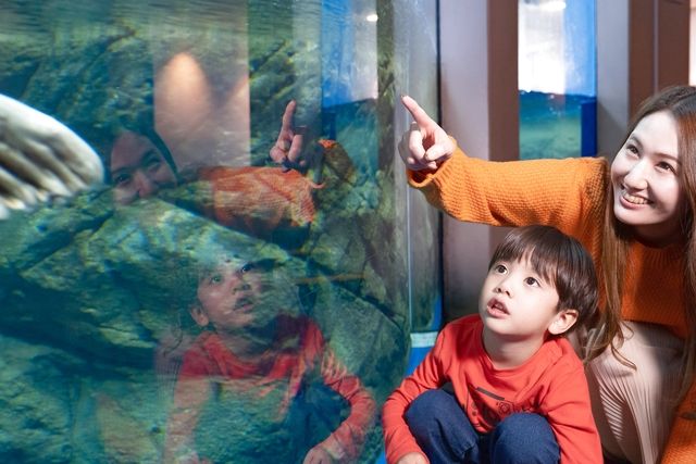 超特割!【さらに10%ポイント還元】新江ノ島水族館 前売り親子ペア(大人+小中学生)入場チケット 超特割!【さらに10%ポイント還元】新江ノ島水族館 前売り親子ペア(大人+小中学生)入場チケット