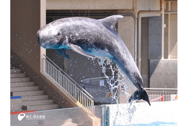 9/30まで!クーポン利用でさらに5%割引【キャンパス割】新江ノ島水族館 前売り入場チケット 9/30まで!クーポン利用でさらに5%割引【キャンパス割】新江ノ島水族館 前売り入場チケット