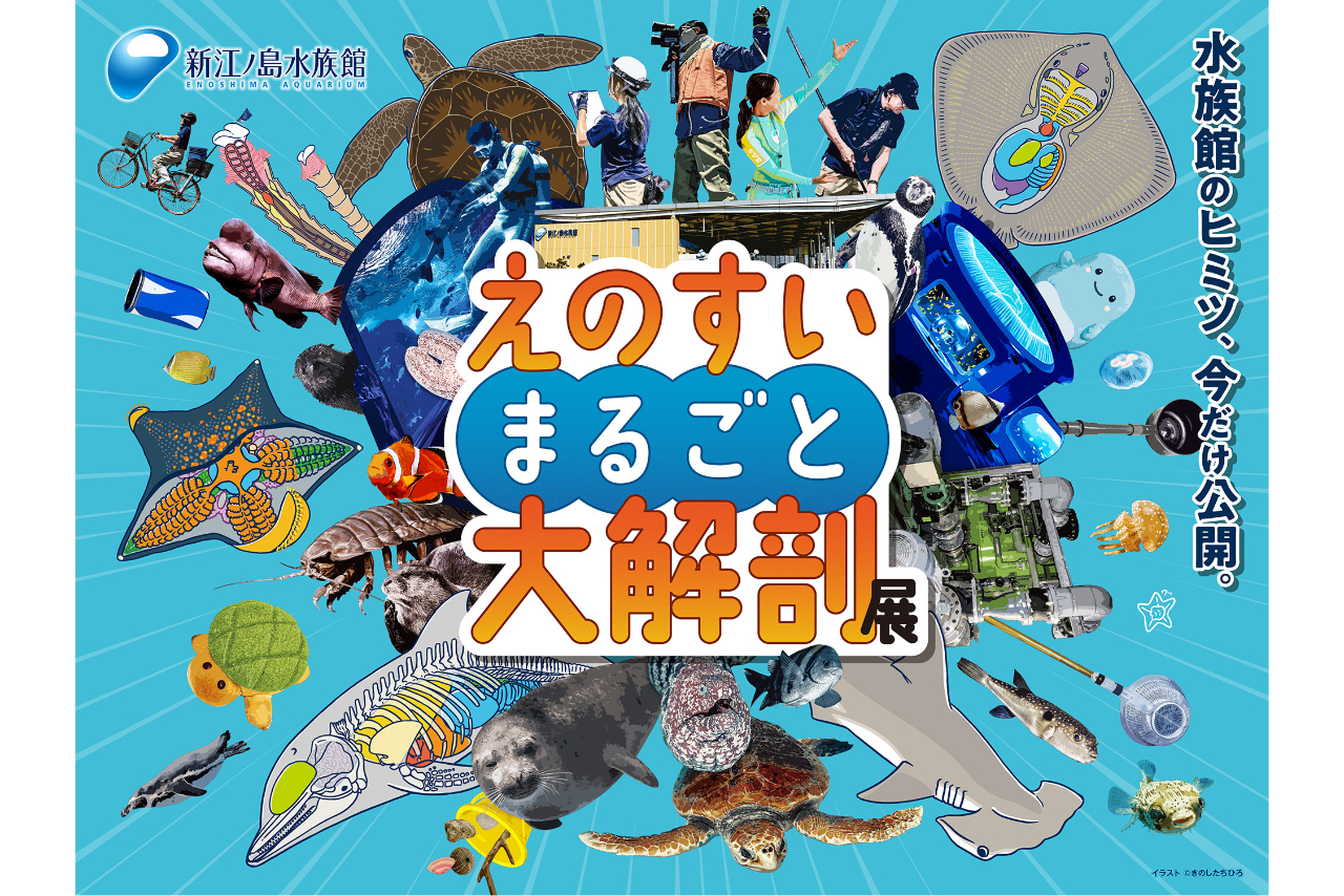 【クーポン利用で5%OFF!】えのすいまるごと大解剖展限定キラキラステッカー付き入場券 【クーポン利用で5%OFF!】えのすいまるごと大解剖展限定キラキラステッカー付き入場券
