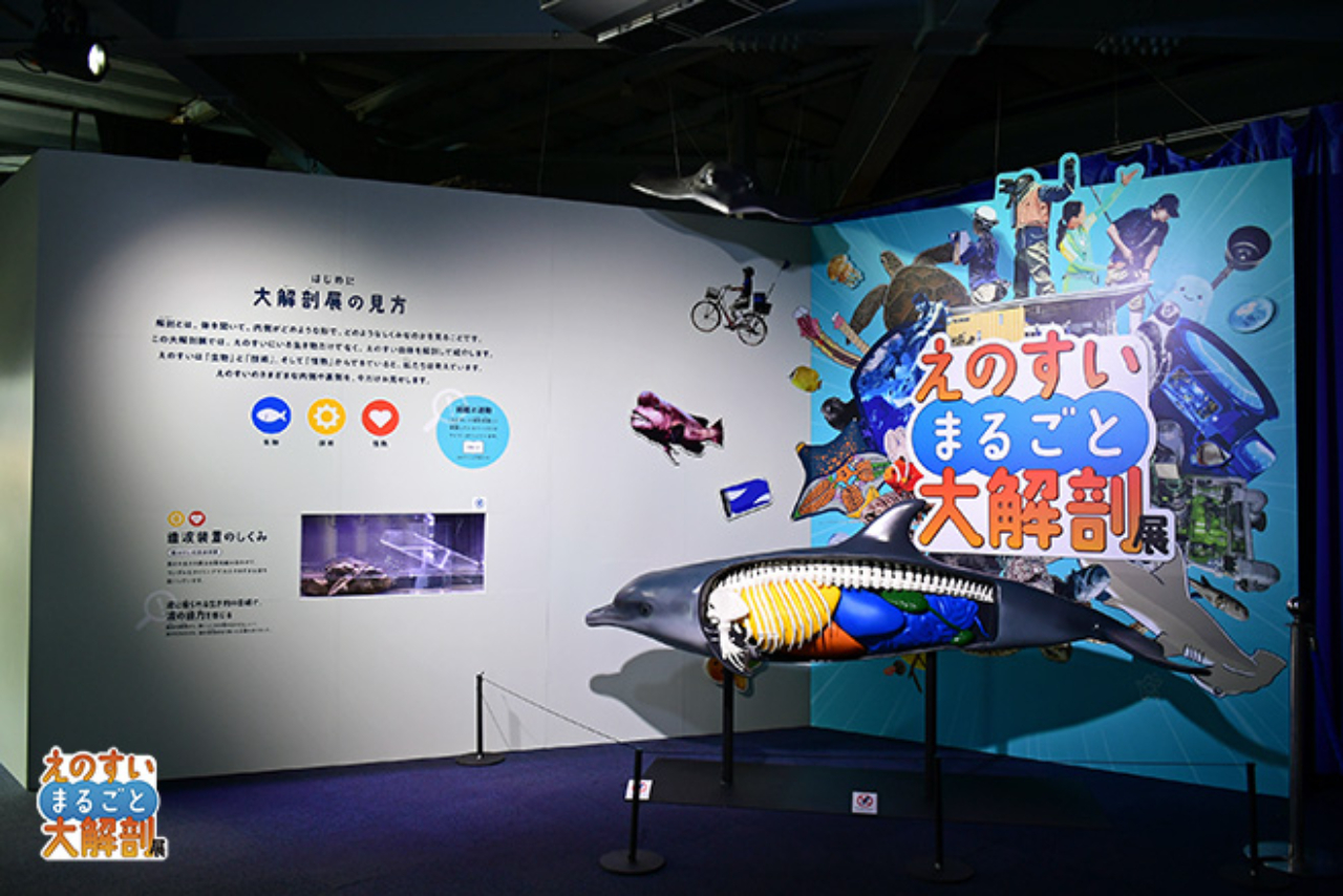 【クーポン利用で5%OFF!】えのすいまるごと大解剖展限定キラキラステッカー付き入場券 【クーポン利用で5%OFF!】えのすいまるごと大解剖展限定キラキラステッカー付き入場券