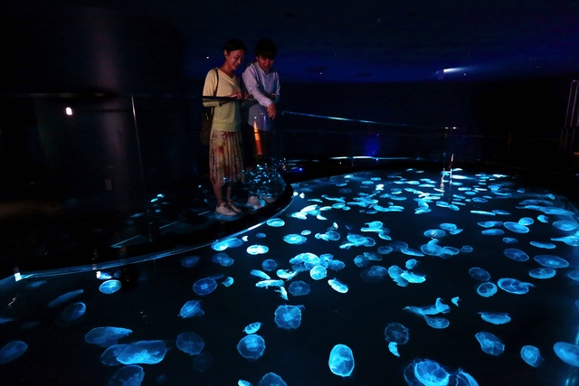 両国 葛西 錦糸町のオプショナルツアー アクティビティ 遊びの体験予約 日本旅行 両国 葛西 錦糸町のオプショナルツアー アクティビティ 遊びの体験予約 日本旅行