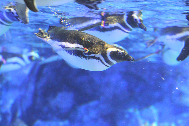 すみだ水族館 写真5