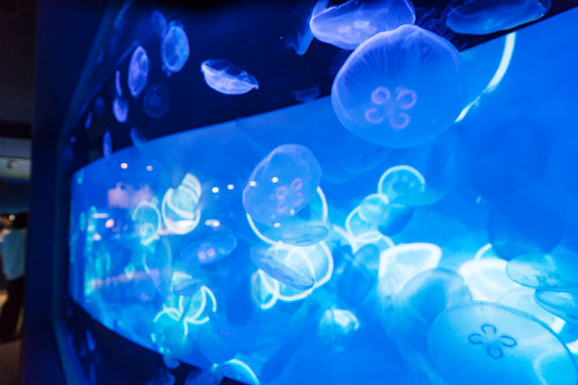 すみだ水族館 写真8