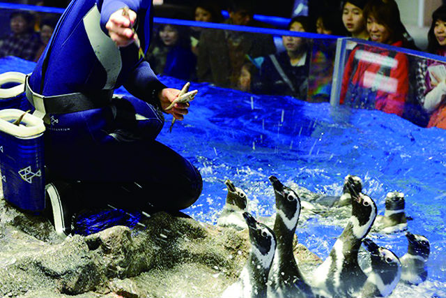 すみだ水族館 写真7