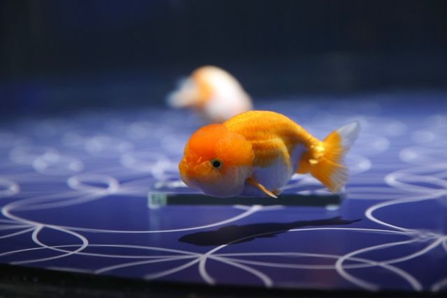 有料ワークショップ「いろはに金魚」powered by 朝日信用金庫 有料ワークショップ「いろはに金魚」powered by 朝日信用金庫