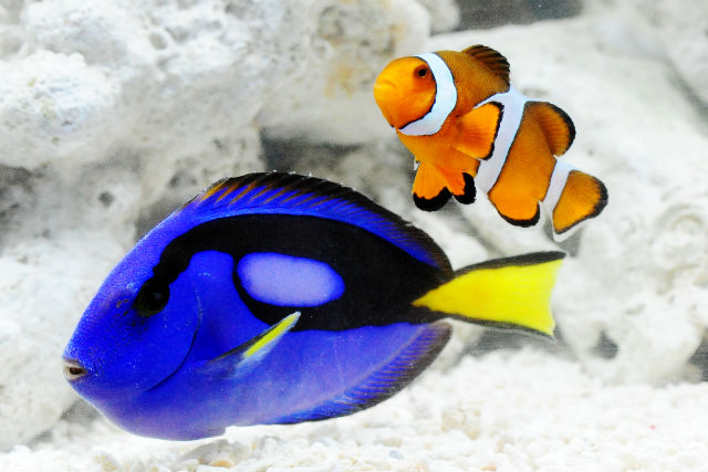 京都水族館 写真6