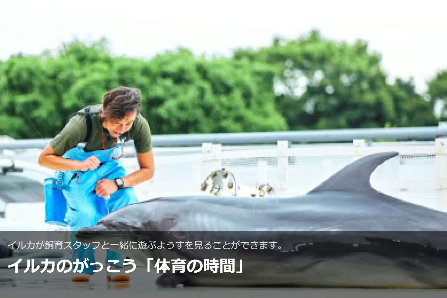 京都水族館 日時指定チケット ※各回の入場開始時間は混雑が予想されます 京都水族館 日時指定チケット ※各回の入場開始時間は混雑が予想されます