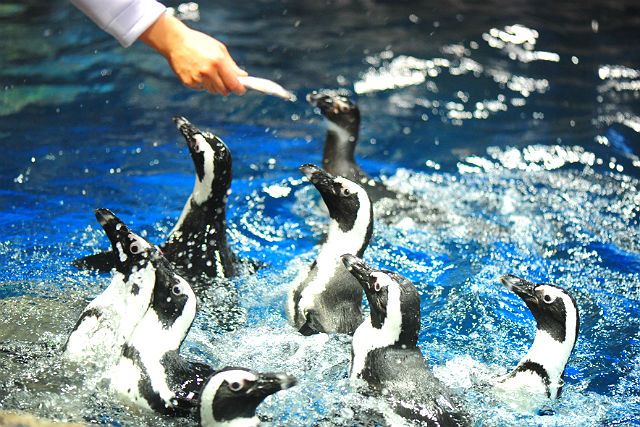 京都水族館 写真5